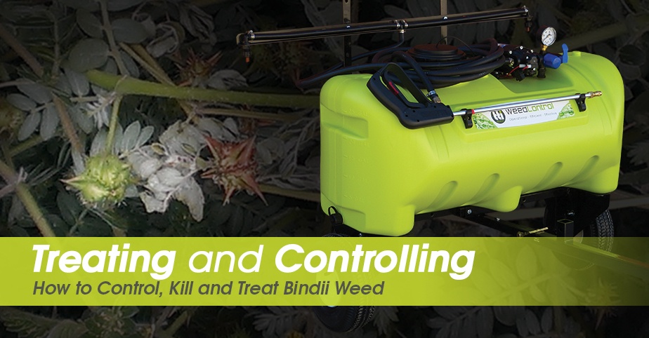 How To Control Kill And Treat Bindii Weed